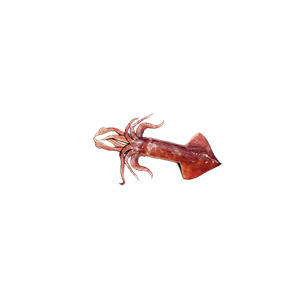 Squid PNG-47180